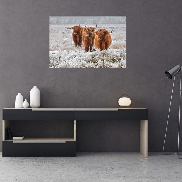 Slika - Škotske krave (90x60 cm)