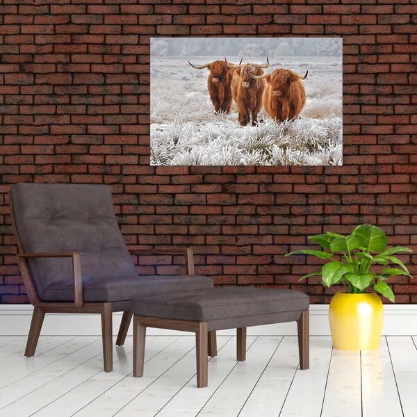 Slika - Škotske krave (90x60 cm)