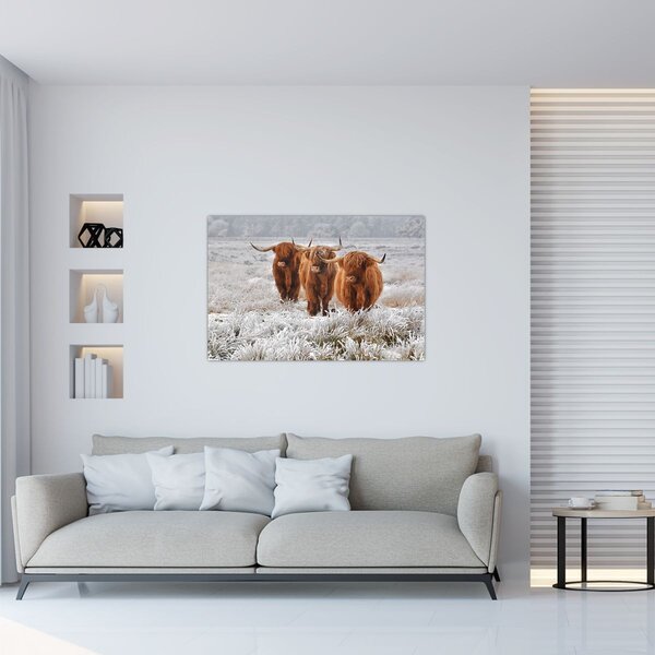 Slika - Škotske krave (90x60 cm)