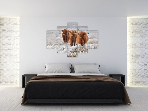 Slika - Škotske krave (150x105 cm)