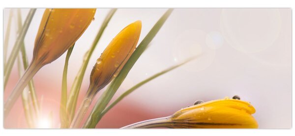 Slika - Proljetno cvijeće (120x50 cm)