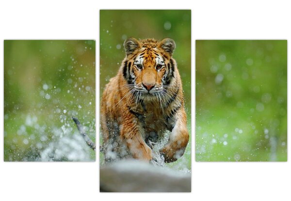 Slika - Tigar koji trči (90x60 cm)