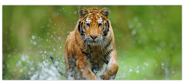 Slika - Tigar koji trči (120x50 cm)