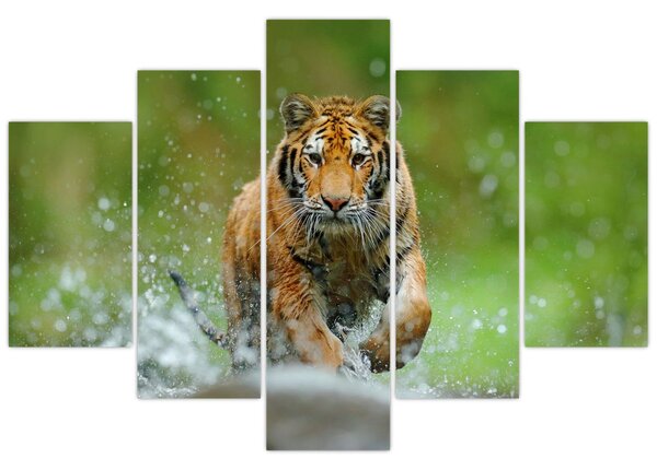 Slika - Tigar koji trči (150x105 cm)