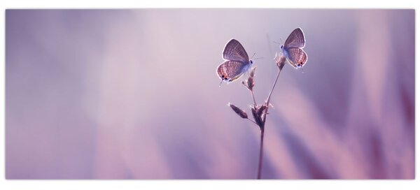 Slika - Ljubičasti leptirići (120x50 cm)