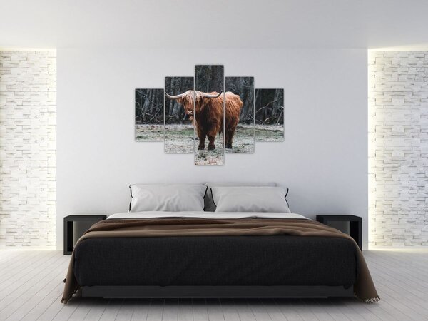 Slika - Škotska krava 2 (150x105 cm)