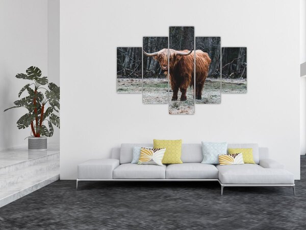 Slika - Škotska krava 2 (150x105 cm)