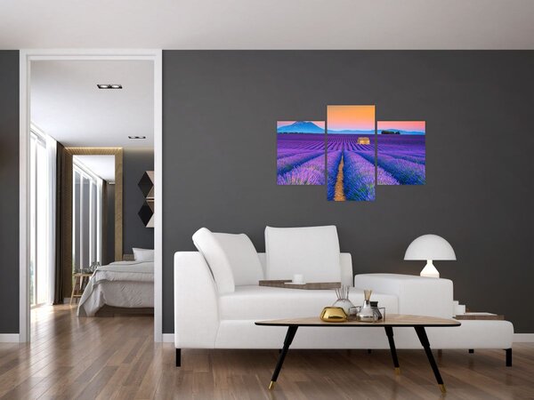 Slika - Polje lavande (90x60 cm)