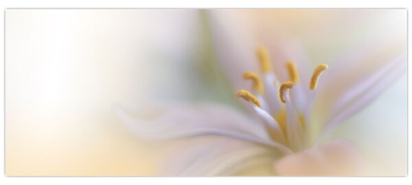 Slika - Nježni cvijet (120x50 cm)