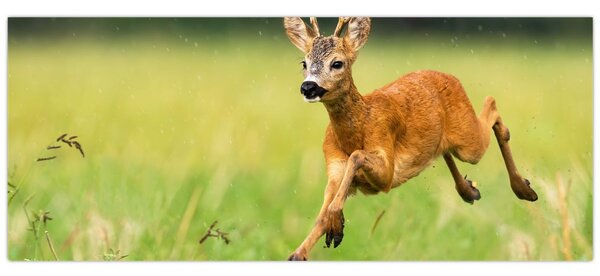 Slika - Bambi (120x50 cm)
