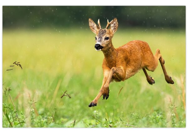 Slika - Bambi (90x60 cm)
