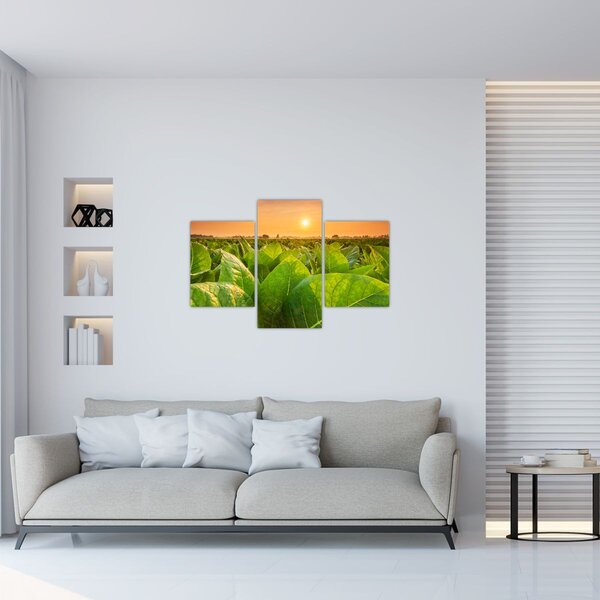 Slika - Polje (90x60 cm)