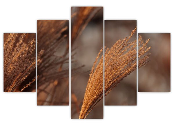 Slika - Pampas trava (150x105 cm)