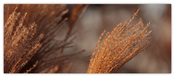 Slika - Pampas trava (120x50 cm)