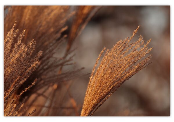 Slika - Pampas trava (90x60 cm)