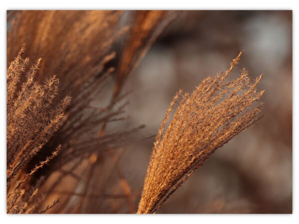 Slika - Pampas trava (70x50 cm)