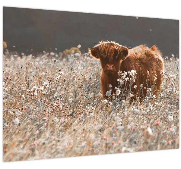 Slika - Škotska krava u cvijeću (70x50 cm)