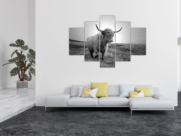 Slika - Škotska krava, crno-bijela (150x105 cm)