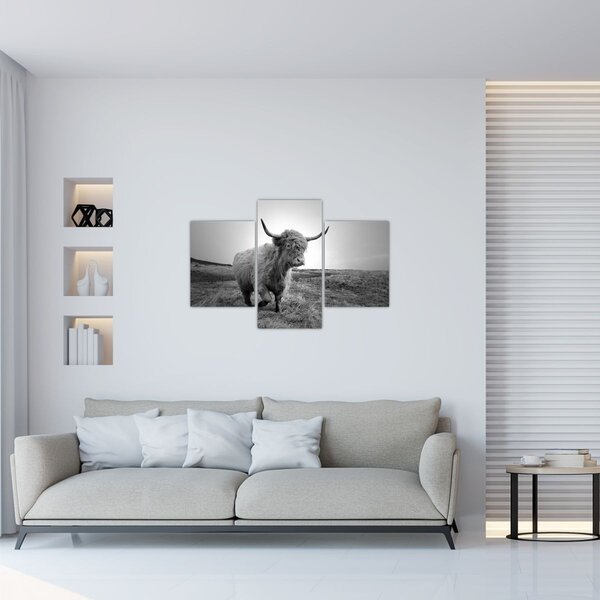 Slika - Škotska krava, crno-bijela (90x60 cm)