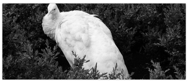 Slika - Paun, crno-bijela (120x50 cm)