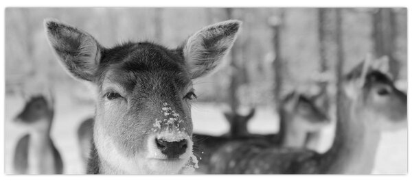 Slika - Bambi, crno-bijela (120x50 cm)