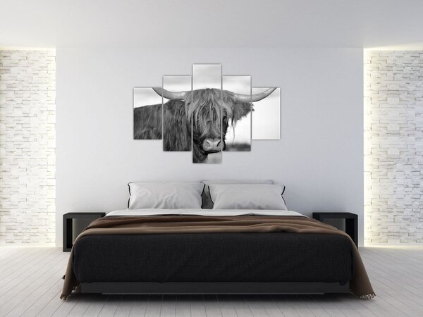 Slika - Škotska krava 2, crno-bijela (150x105 cm)