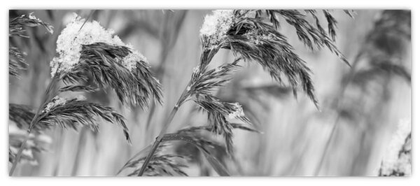Slika - Lipnice, crno-bijela (120x50 cm)