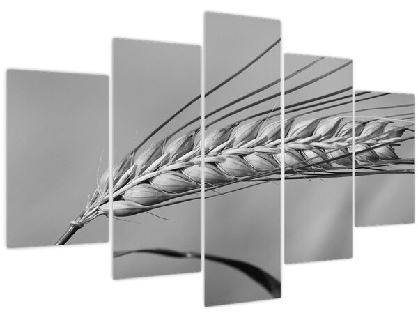 Slika - Pšenica, crno-bijela (150x105 cm)
