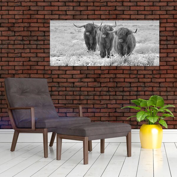 Slika - Škotske krave, crno-bijela (120x50 cm)