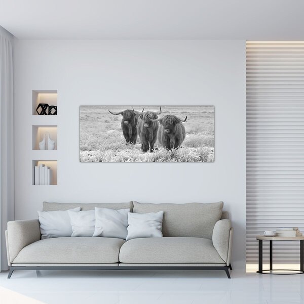 Slika - Škotske krave, crno-bijela (120x50 cm)