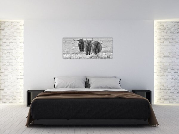 Slika - Škotske krave, crno-bijela (120x50 cm)