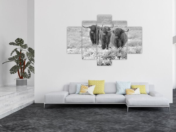 Slika - Škotske krave, crno-bijela (150x105 cm)