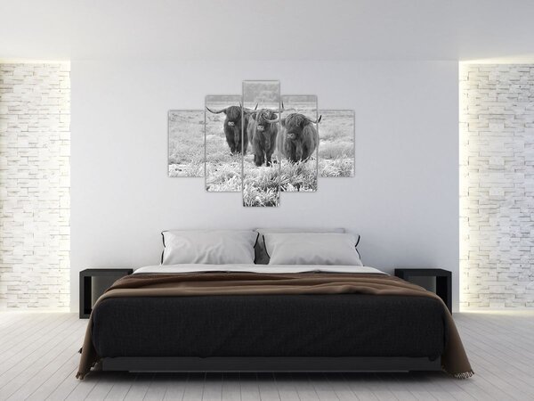 Slika - Škotske krave, crno-bijela (150x105 cm)