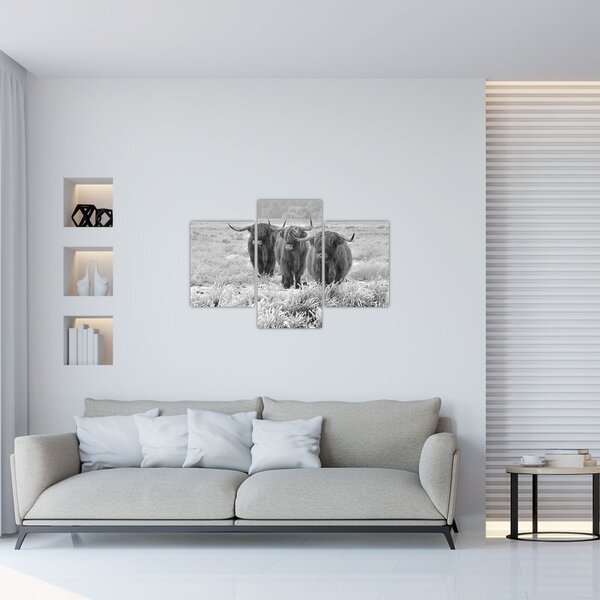Slika - Škotske krave, crno-bijela (90x60 cm)
