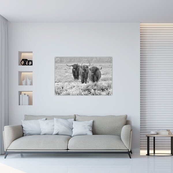 Slika - Škotske krave, crno-bijela (90x60 cm)