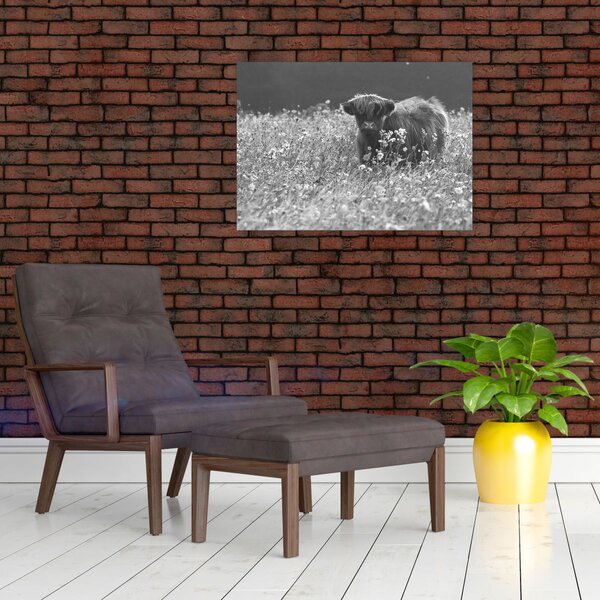 Slika - Škotska krava 5, crno-bijela (70x50 cm)