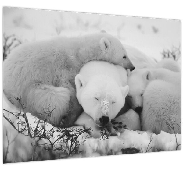 Slika - Polarni medvjedi (70x50 cm)