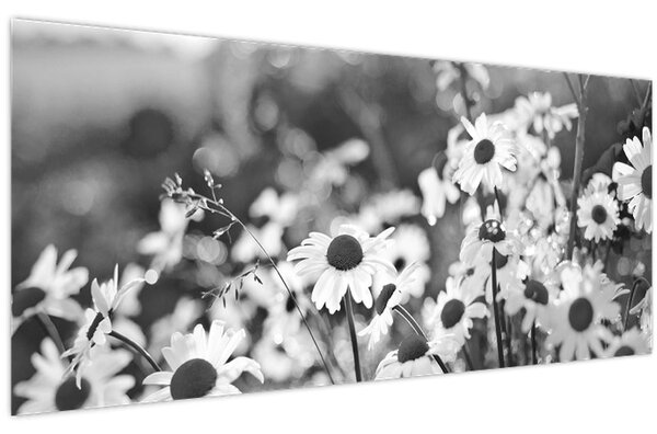 Slika - tratinčice (120x50 cm)