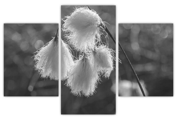 Slika - Cottongrass (90x60 cm)