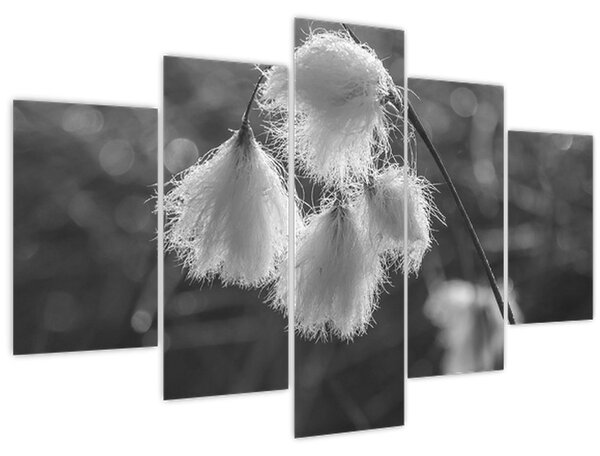 Slika - Cottongrass (150x105 cm)