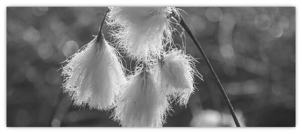 Slika - Cottongrass (120x50 cm)