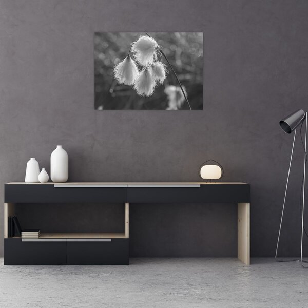 Slika - Cottongrass (70x50 cm)
