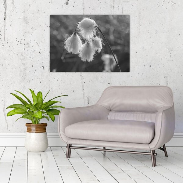 Slika - Cottongrass (70x50 cm)
