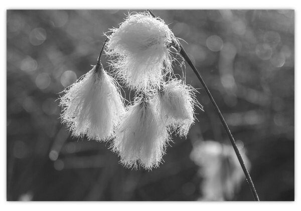 Slika - Cottongrass (90x60 cm)