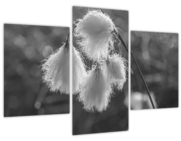 Slika - Cottongrass (90x60 cm)