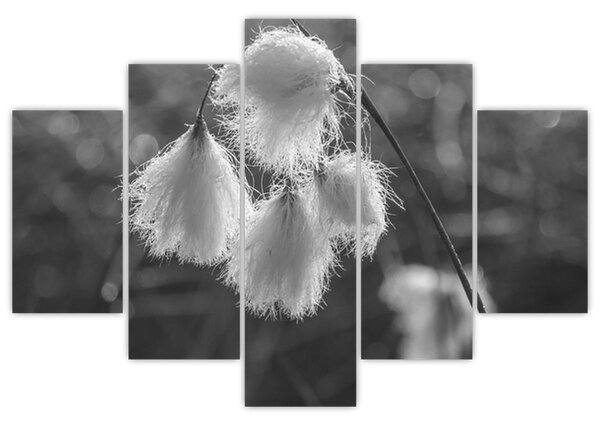 Slika - Cottongrass (150x105 cm)