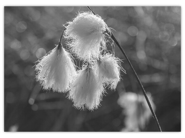 Slika - Cottongrass (70x50 cm)
