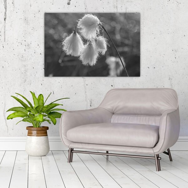 Slika - Cottongrass (90x60 cm)