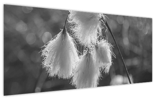 Slika - Cottongrass (120x50 cm)