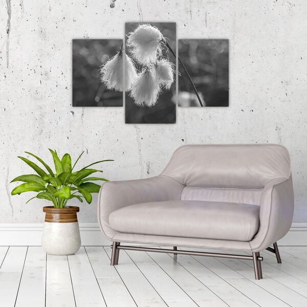 Slika - Cottongrass (90x60 cm)